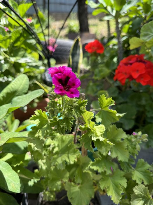 Герань, комнатные цветы