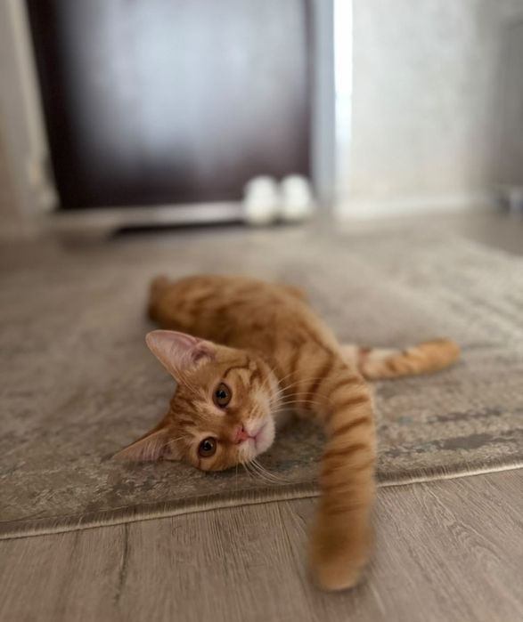 Ищет дом котёнок, девочка, 3 мес.