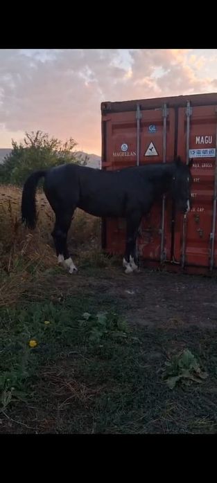 Продаётся лощадь. Кокпар
