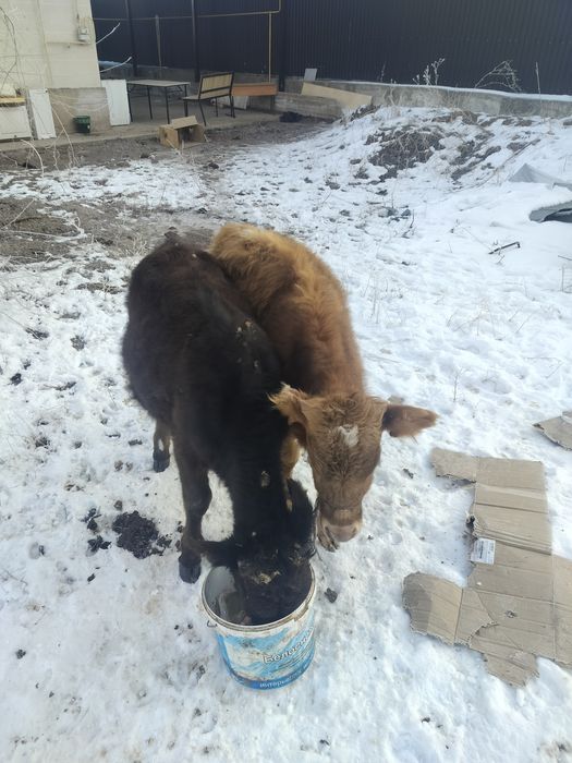 1 жас бызаулар..