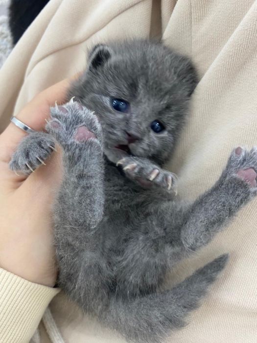 Котенки британцы