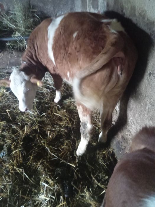 Vând vițea! Are 6 luni