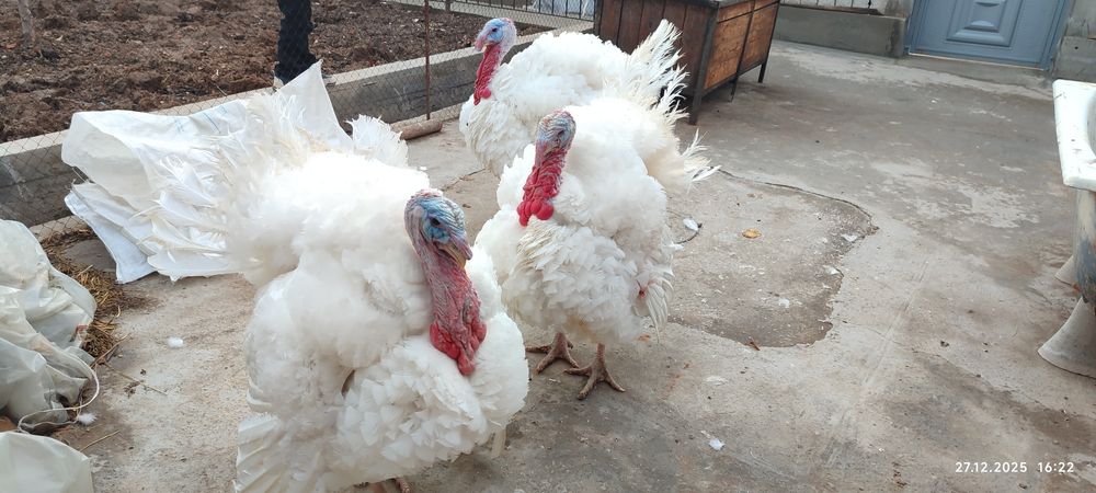 Индюшат 7 кг до 23кг Курка Биг 6_- 55000сум