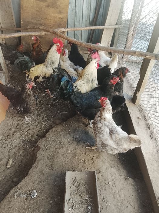 Продам кур домашнее