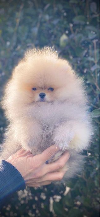 Продавам Мини померан