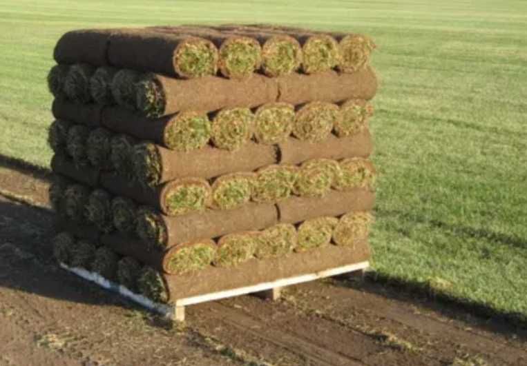 Gazon Rulou Natural Premium pentru Curți Rustice și Moderne