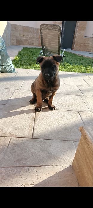 Две мъжки бебета на по 2 месеца