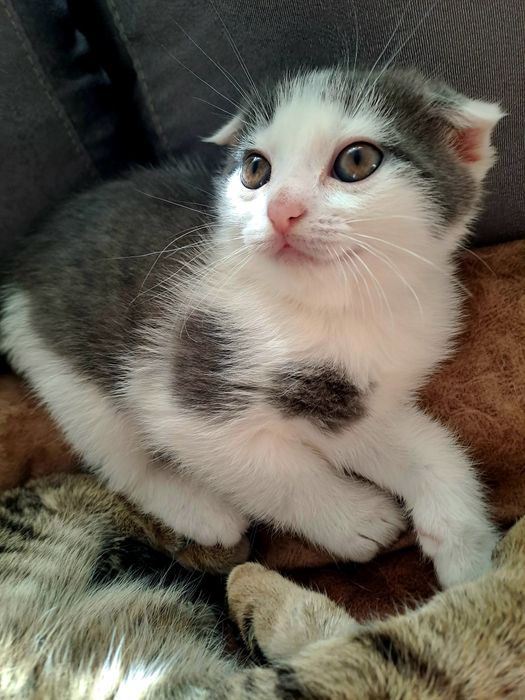 Отдам котят в добрые руки