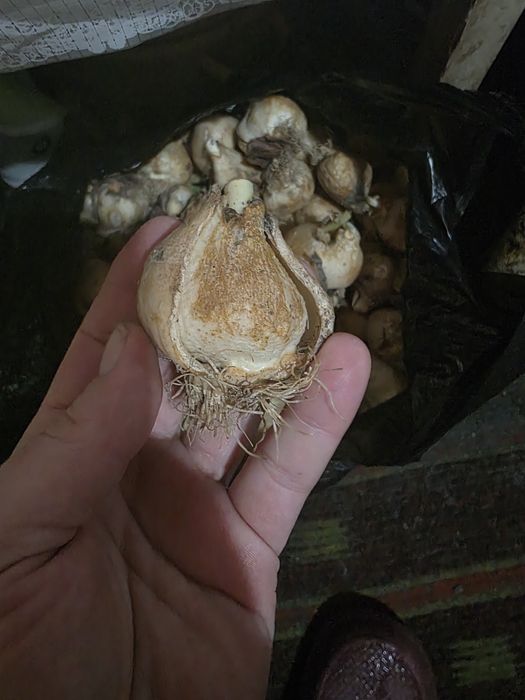 Продам не дорого