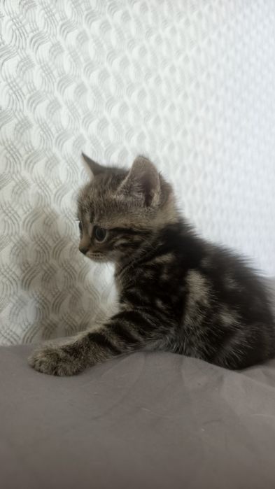 Отдам котенка в добрые руки