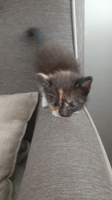 Котята , маленькие и красивые !