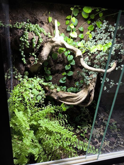 Террариум, флорариум