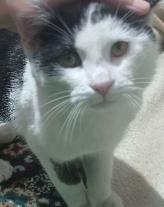 Oʻgʻil bola Mushuk Sotiladi