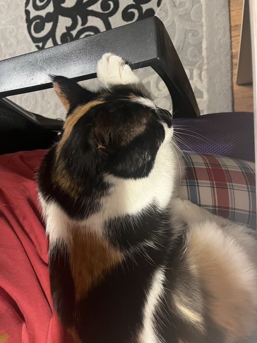 Домашняя передержка кошек