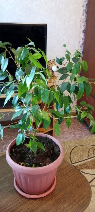 Коланхоэ и фикус Бенджамина