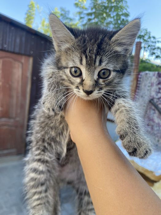 Котята отдам бесплатно
