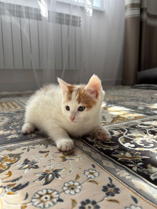 Отдам в хорошие руки