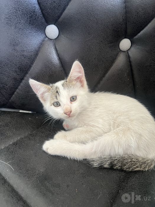 Котенки отдам даром