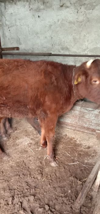 Продам 3-х тёлок