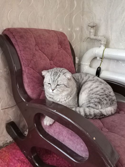 Продаётся кот золотистая шиншилла