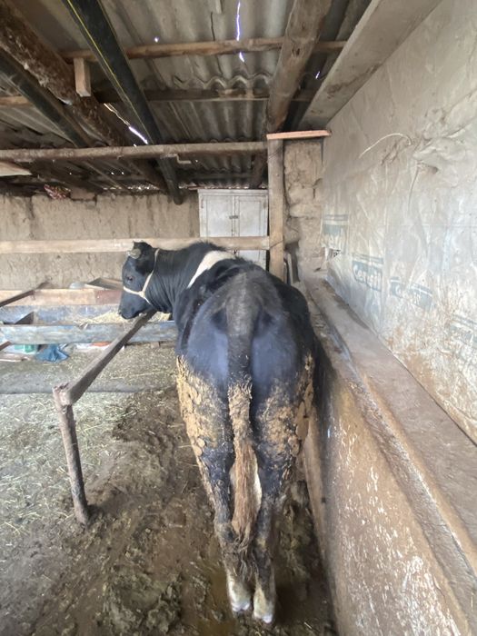 Бұқа сатылады ….