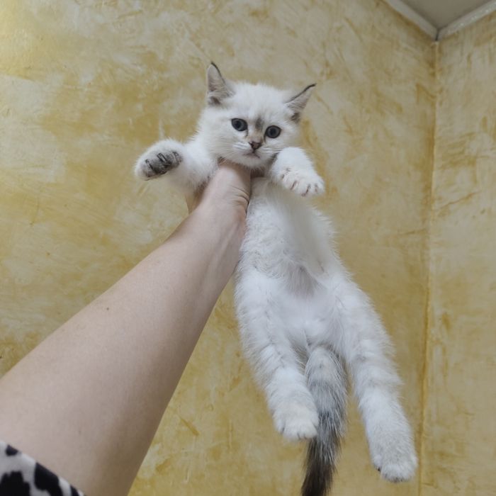 Котята от Золотой Шиншиллы