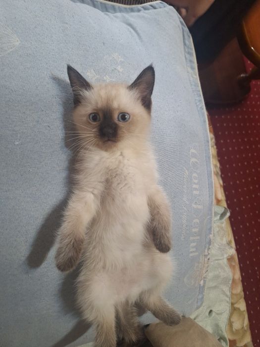 Сиямиский мушукчалар сотилади