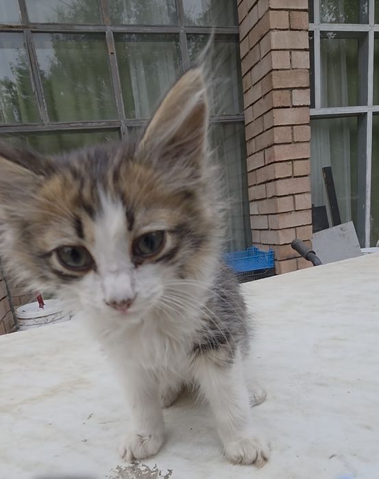 Отдам котят срочно. 2месяца