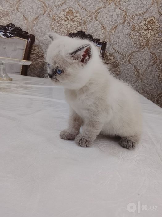 Котенок скотиш страйк продам породистые