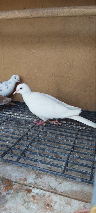 Vand porumbei si turturele