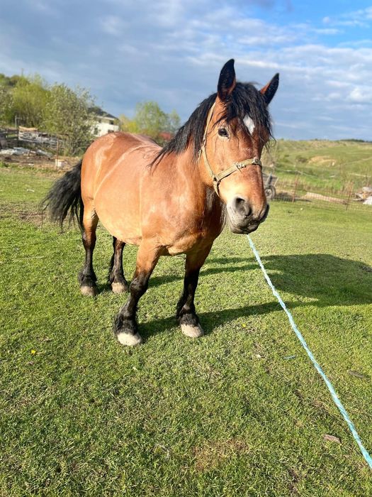 Vând iapă gestantă de 8 pe 9 ani