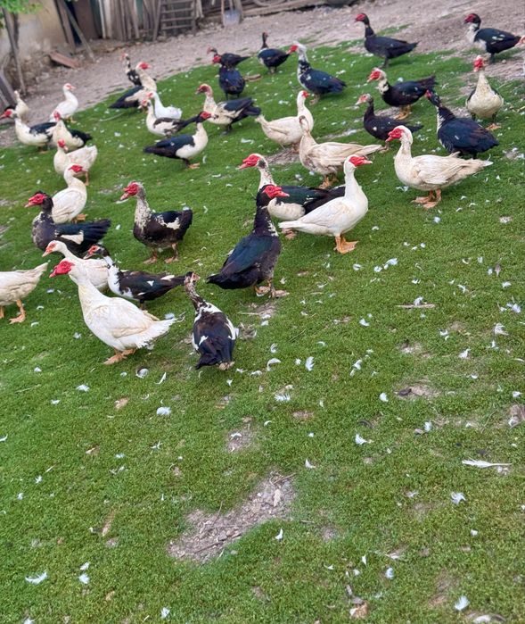 Vand 10 ratoi  (rate mute)