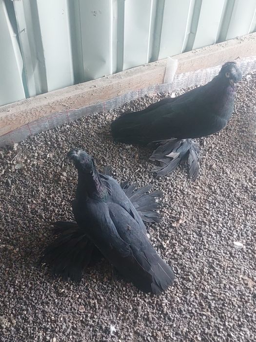 Жуки двухчубые старапородные