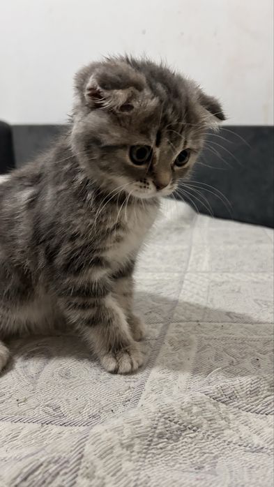 Котенок породистый 20тыс