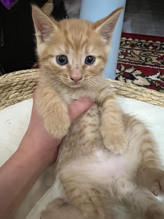 Отдам котят.