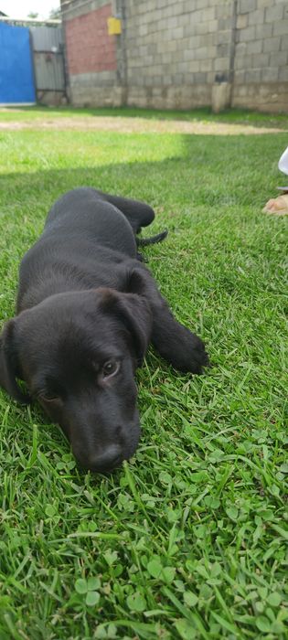 Отдам собачку в хорошие руки