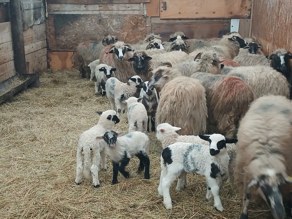 Vand 20 de oi cu miei