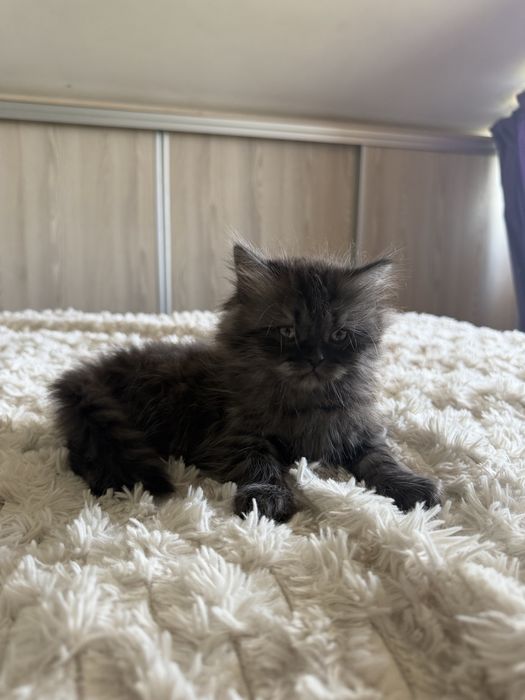 British longhair