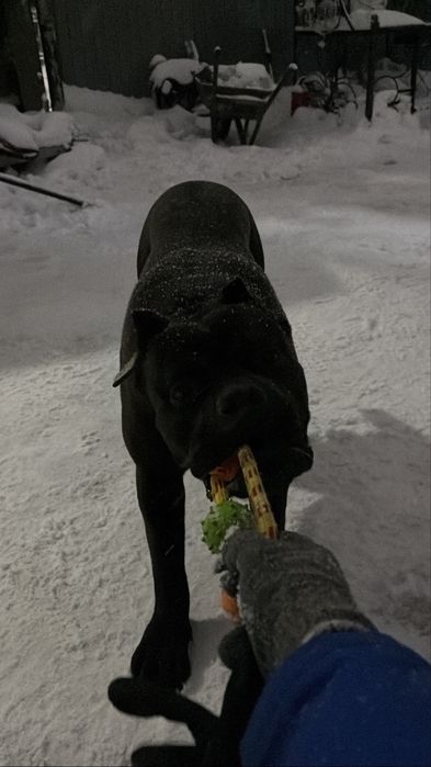 Кане корсо на вязку НЕ ПРОДАЖА