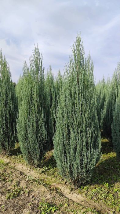 Туя Смарагд Можжевельник