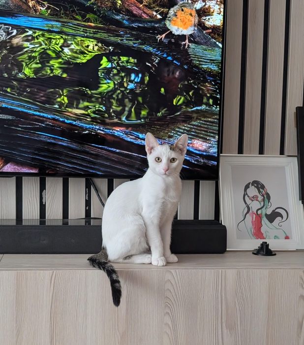 Adoptie - 3 frati wow, ne cautam omul (impreuna sau separat)