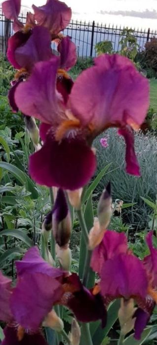 Кокичета в саксия-0.50€/бр кокиче, ириси-1.70€