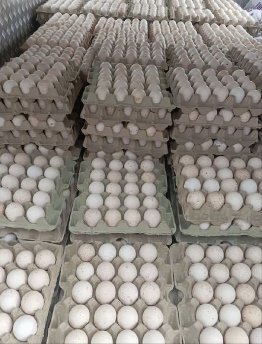 Инкубационное яйцо,  индюка