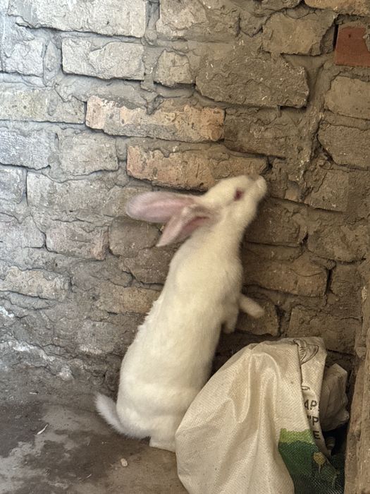 Крольчиха продам