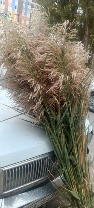 Decoration qamish decor