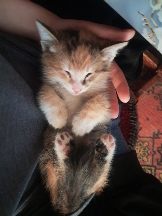 Отдам котёнка в хорошие руки