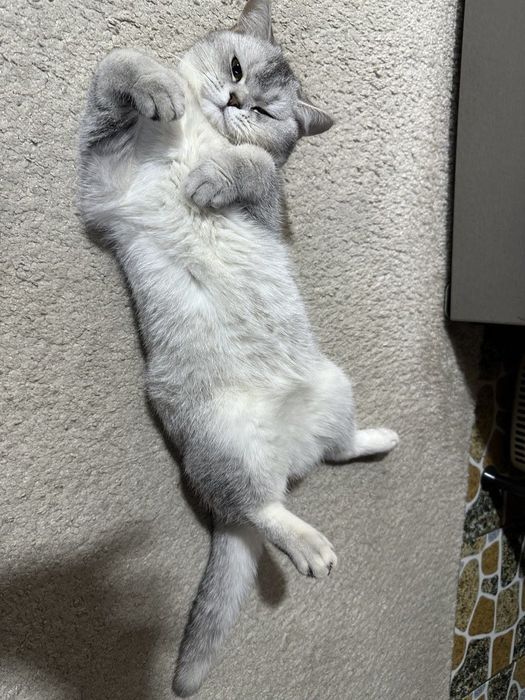 Продается котенок Британская серебристая шиншилла