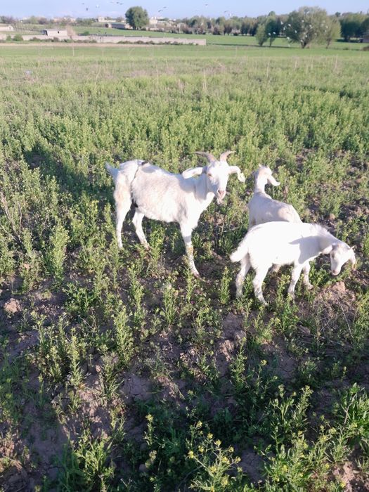 Заенный ешкі сатылады