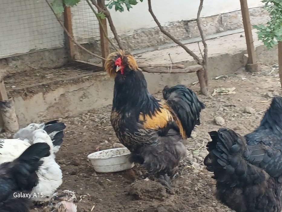 Хуроз  сотилади бошка хуроз билан келишган холда алмаштираман.