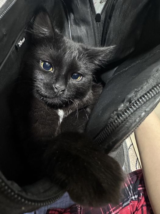 Koтенок по кличке Марсель